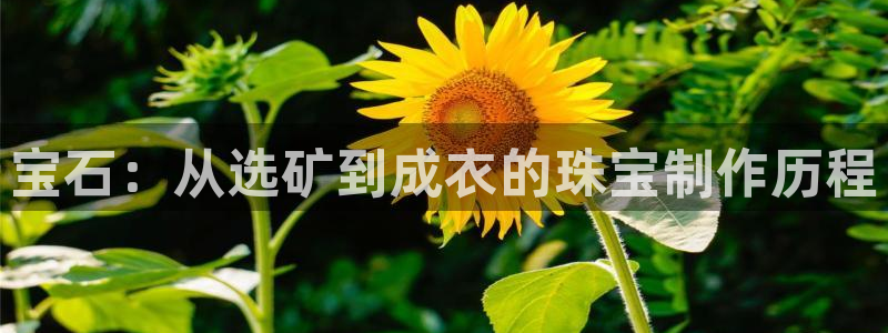 新宝5平台注册资金：宝石：从选矿到成衣的珠宝制作历程