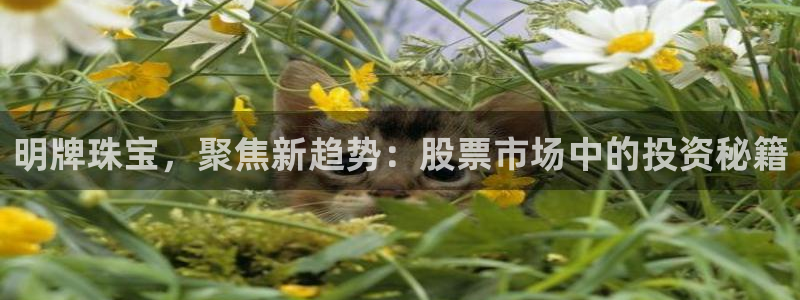 新宝5 代理：明牌珠宝，聚焦新趋势：股票市场中的投资秘籍