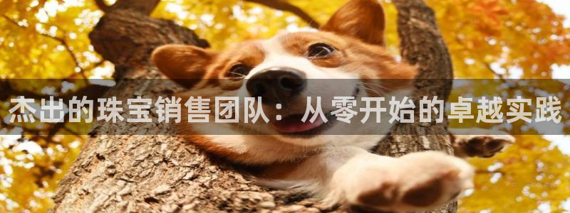 新宝5电脑：杰出的珠宝销售团队：从零开始的卓越实践